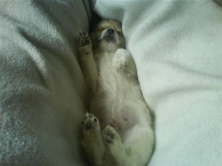 Chihuahua Morris billede 9