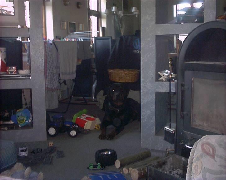 Rottweiler joejoe + 8-02-2010 billede 8