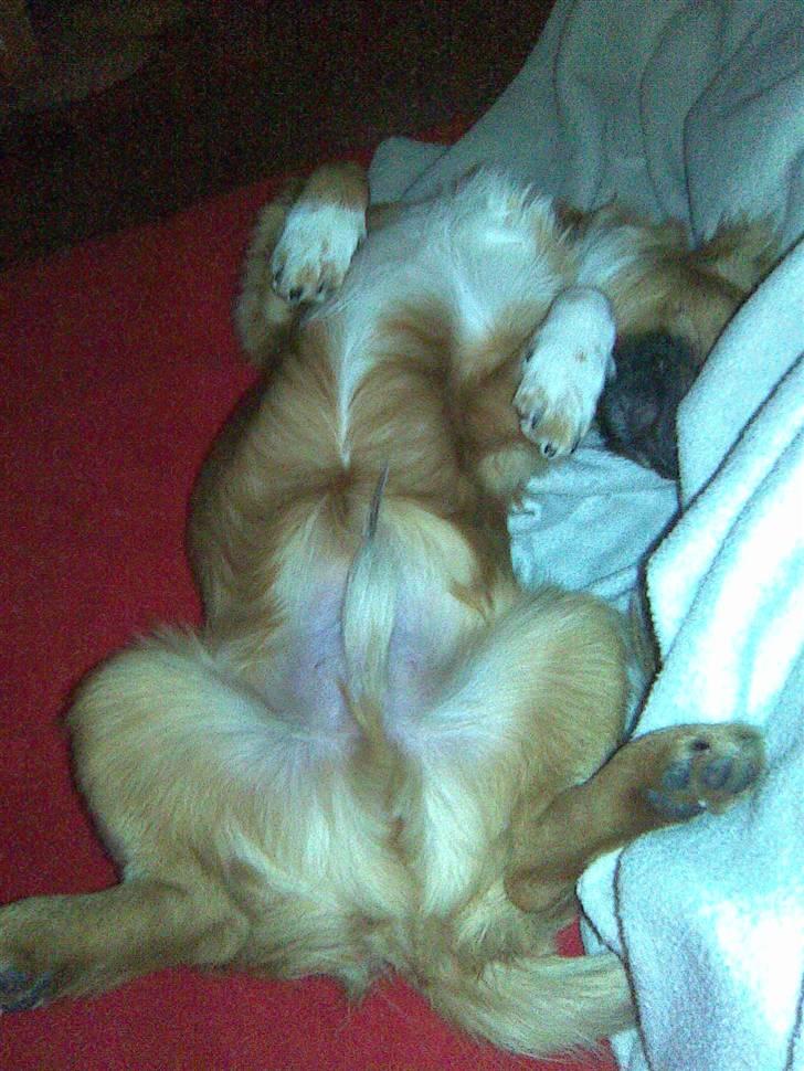 Blanding af racer Brutus - dejligt at putte på rygge billede 2