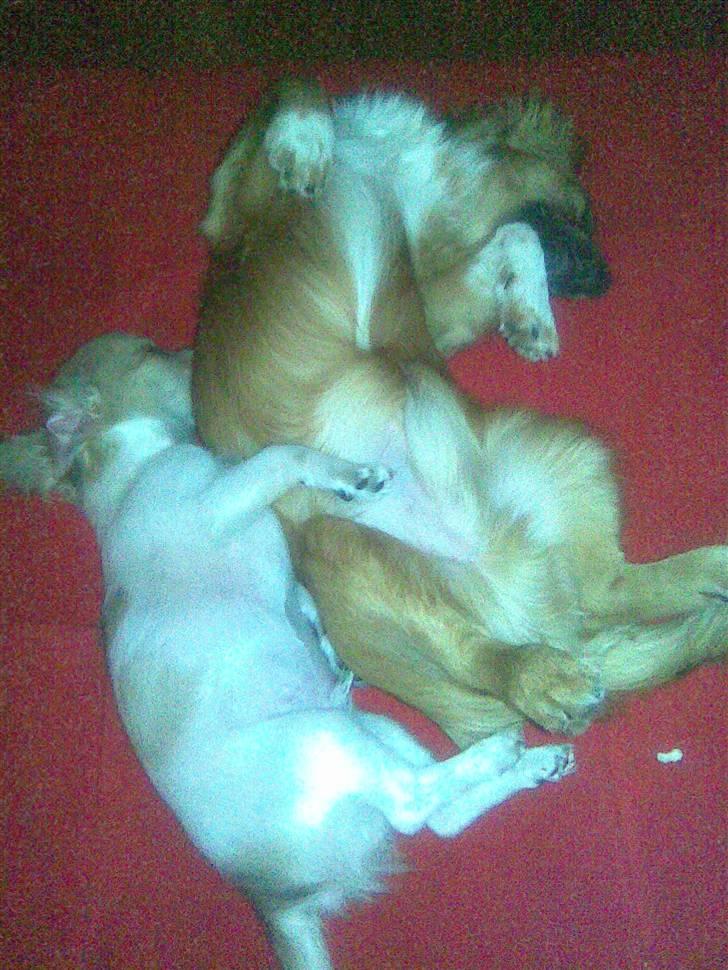 Blanding af racer Brutus - hygge med lillebror billede 3