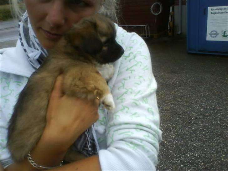 Blanding af racer Brutus billede 4