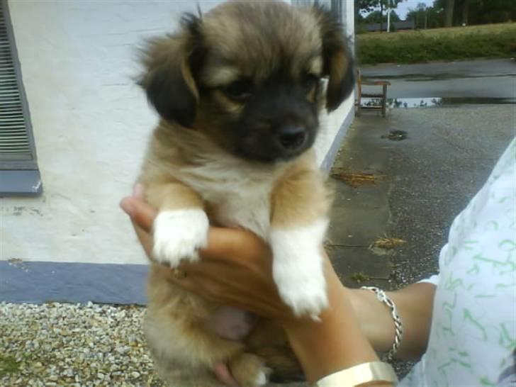 Blanding af racer Brutus billede 5