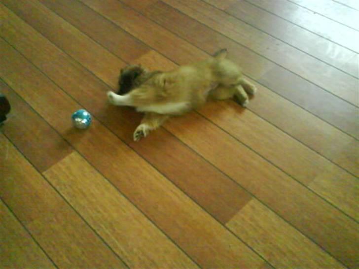 Blanding af racer Brutus - leger med min første bold billede 6