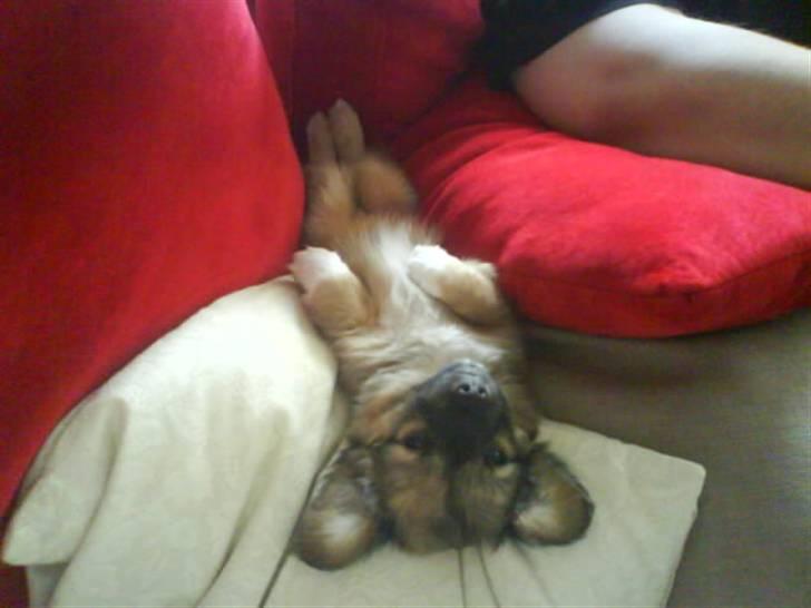 Blanding af racer Brutus billede 7