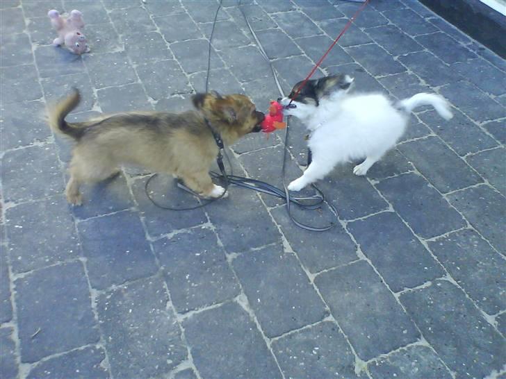 Blanding af racer Brutus - leger med min søster billede 8