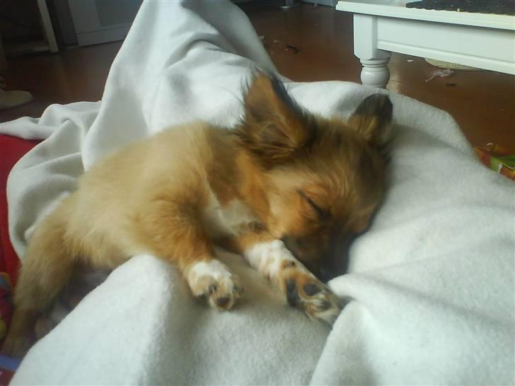 Blanding af racer Brutus billede 9