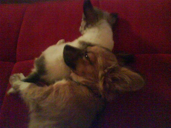 Blanding af racer Brutus - putter med "lillebror" billede 10