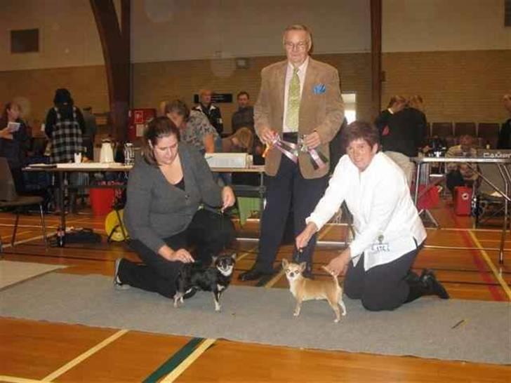 Chihuahua Wav-wav's Fibi billede 14