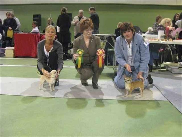 Chihuahua Wav-wav's Fibi billede 15