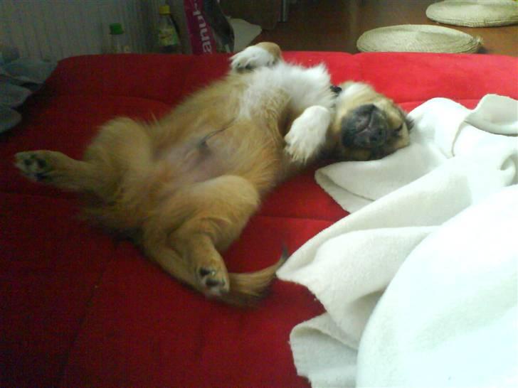 Blanding af racer Brutus billede 11