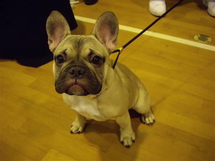 Fransk bulldog Luna - Sidder og venter på at det bliver vores tur til udstillingen billede 18