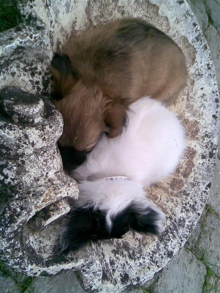 Blanding af racer Brutus - putter med min søster i fuglebadet på en varm sommerdag billede 12