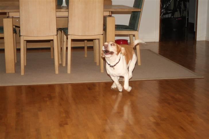 Beagle Futte R.I.P. - Der er god fart på hva? billede 16