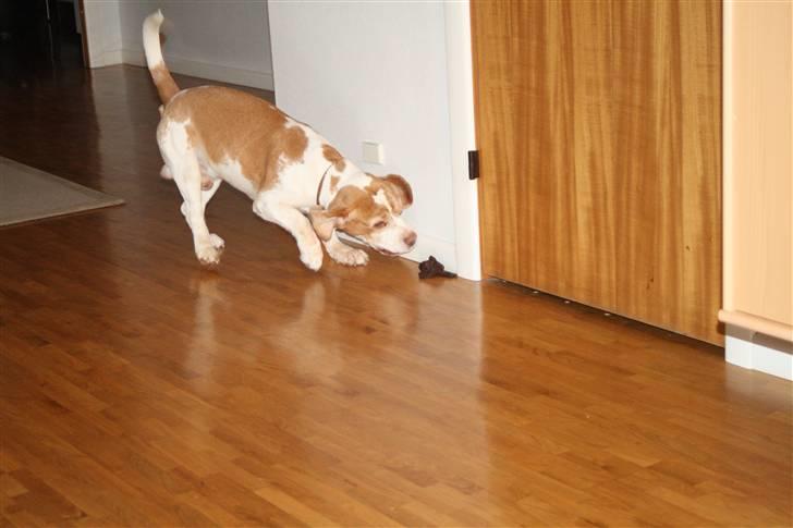 Beagle Futte R.I.P. - Det er da også irriterende når læderknuden sidder fast bag dørstopperen. billede 17