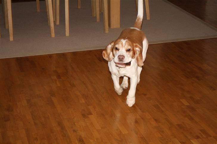 Beagle Futte R.I.P. - Ja, nu er den vist ikke sjov mere, så lunter jeg lige over til kurven. billede 18