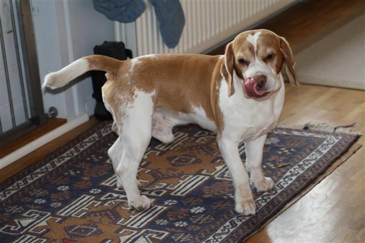 Beagle Futte R.I.P. - Uhmm, der var lige lidt mad på snuden. billede 19