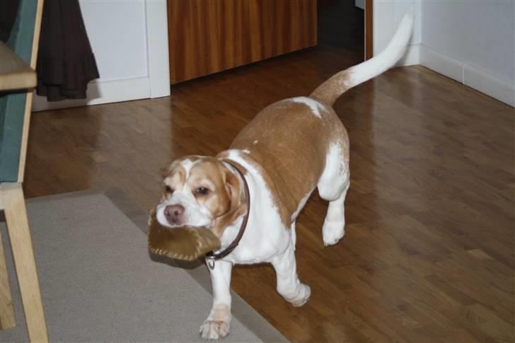 Beagle Futte R.I.P. - Jeg er meget stolt over min sko. billede 20