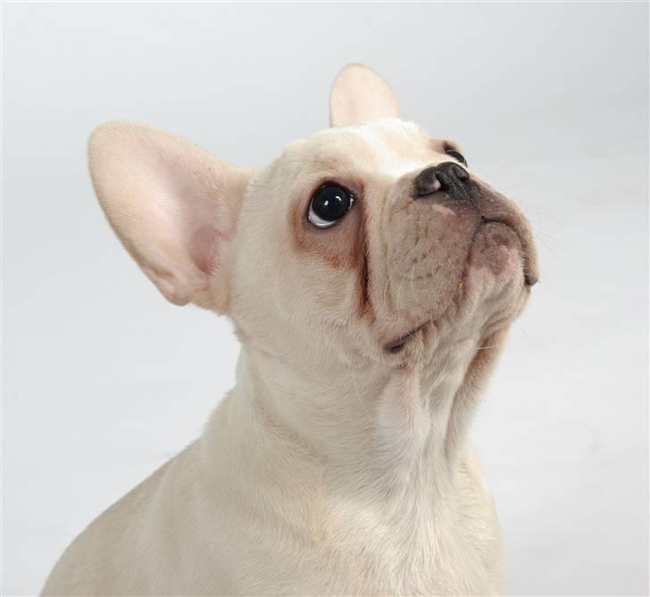 Fransk bulldog Dixie Baby DVDB billede 1