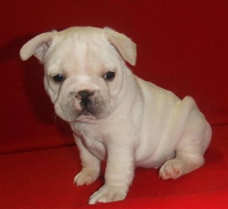 Fransk bulldog Dixie Baby DVDB billede 2