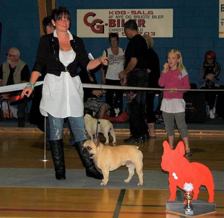 Fransk bulldog Boris billede 13