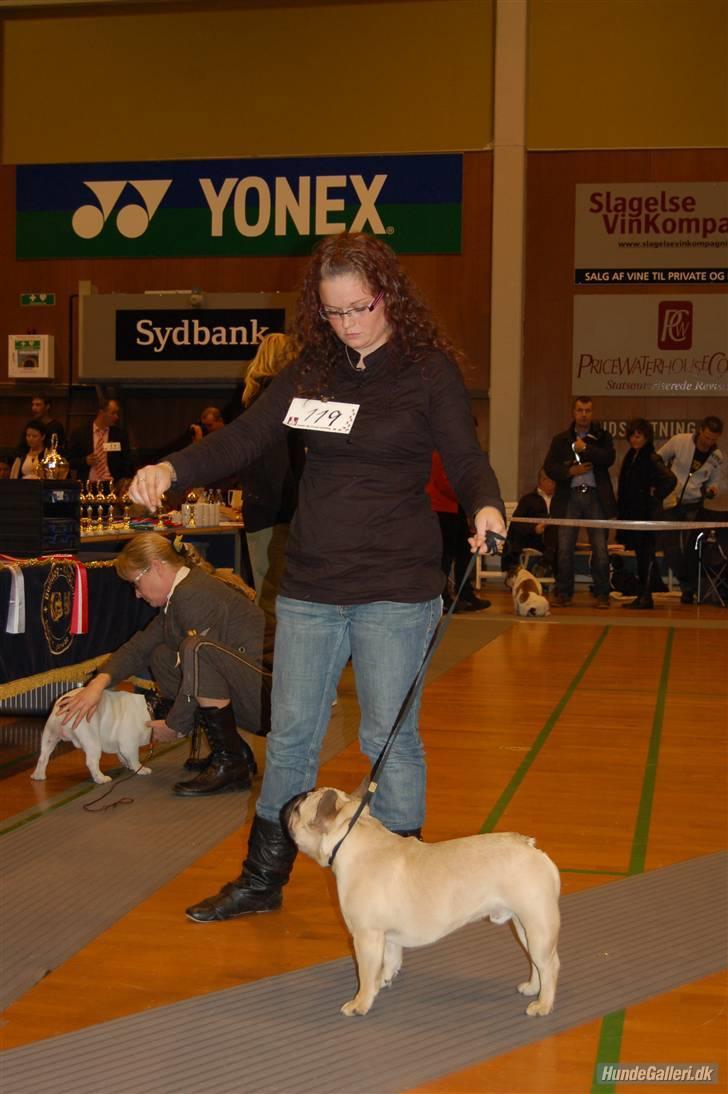 Fransk bulldog Boris billede 14