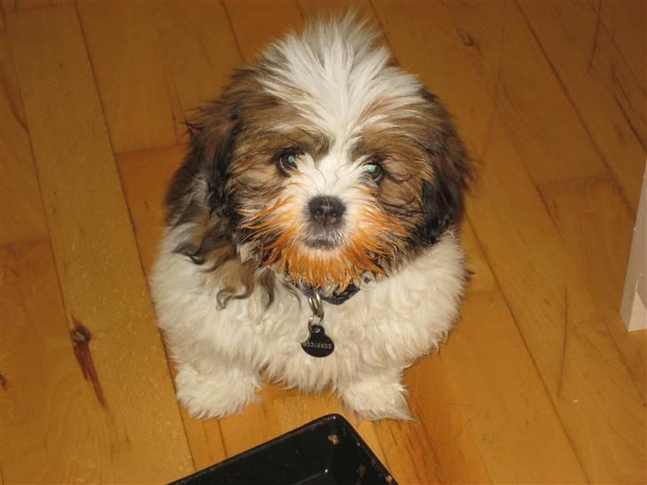 Lhasa apso Bella - Ummm, det var godt med noget lasagne :D  billede 7