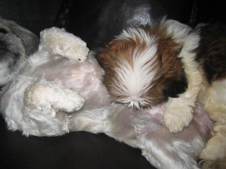 Lhasa apso Bella - Jeg kilder dig, gør jeg!! billede 8