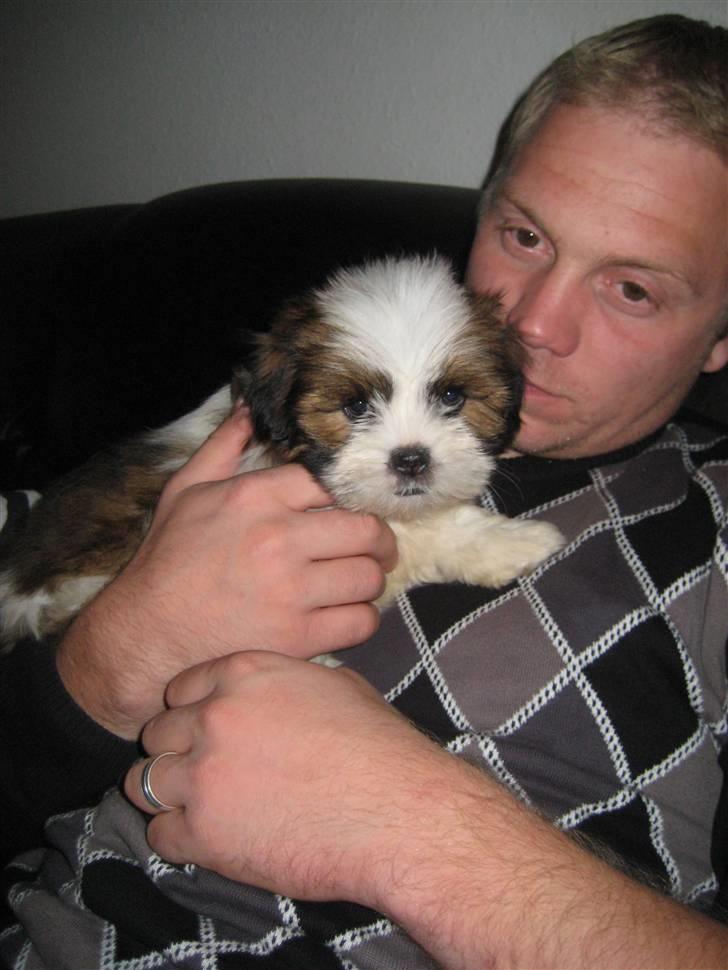 Lhasa apso Bella - Det er så dejligt at sidde ved far... billede 9