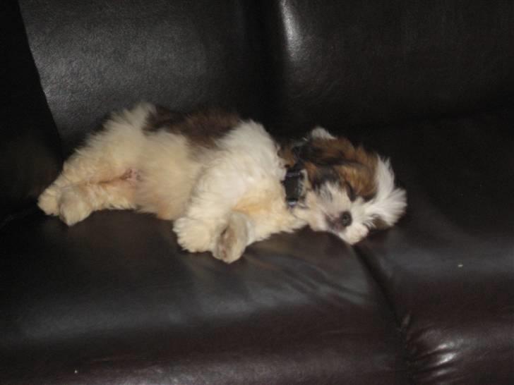 Lhasa apso Bella - Nu gik jeg altså kold!!  billede 10