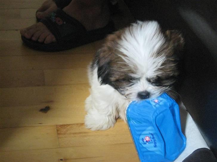 Lhasa apso Bella - Umm.. den smager af leverpostej billede 11