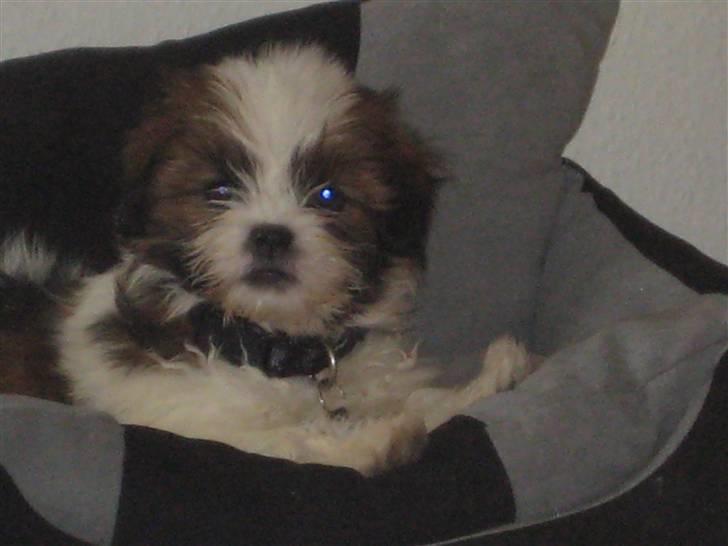 Lhasa apso Bella - Her sidder man bare godt billede 12