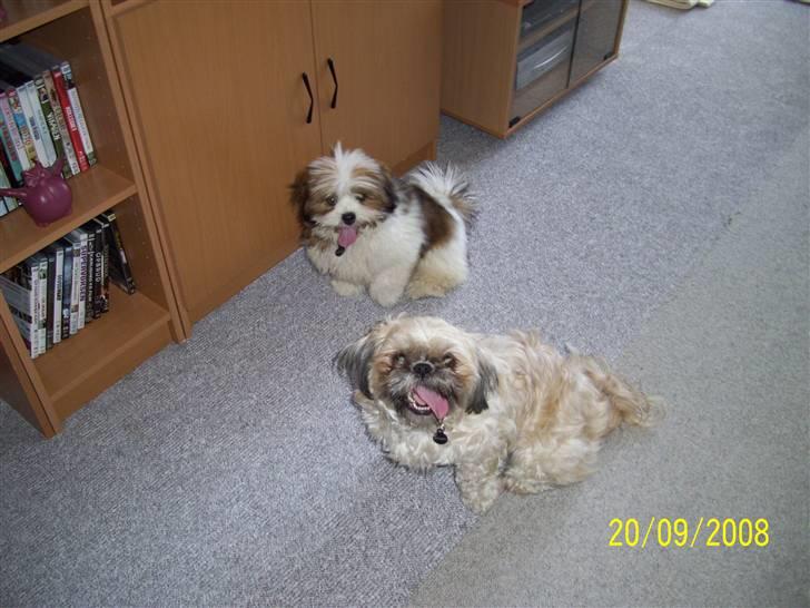 Lhasa apso Bella - Nej, hvor vi bare har det varmt os to billede 13