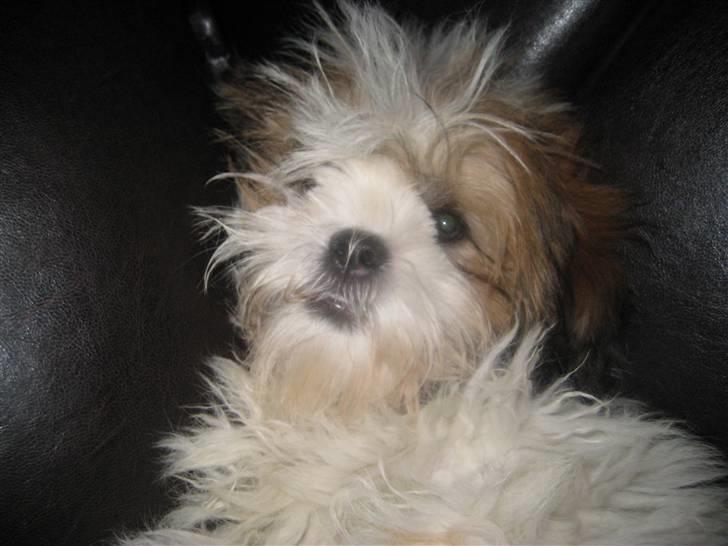 Lhasa apso Bella - Mor, ikke tage billede, når jeg lige er stået op.... billede 14