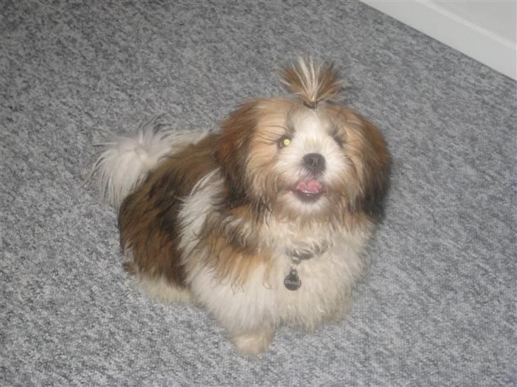 Lhasa apso Bella - Ahhh, så kan jeg se noget igen :) billede 15