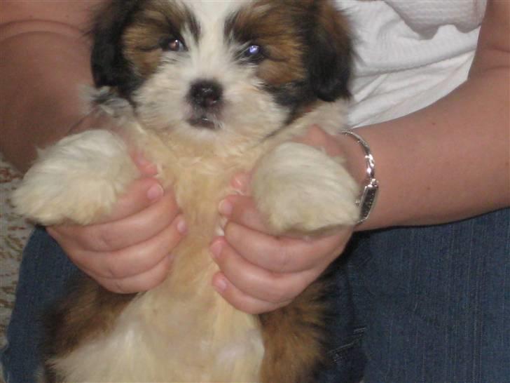 Lhasa apso Bella - :) billede 16