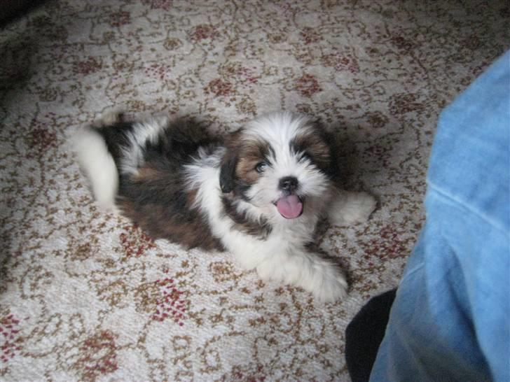 Lhasa apso Bella - Ligger lige og venter på Fie billede 17