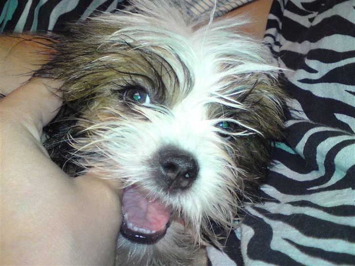 Lhasa apso Bella - Mine tænder klør godt nok... billede 18