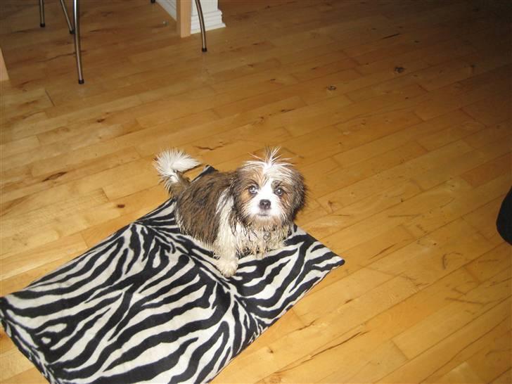 Lhasa apso Bella - Den dejligste pude at lægge på billede 19