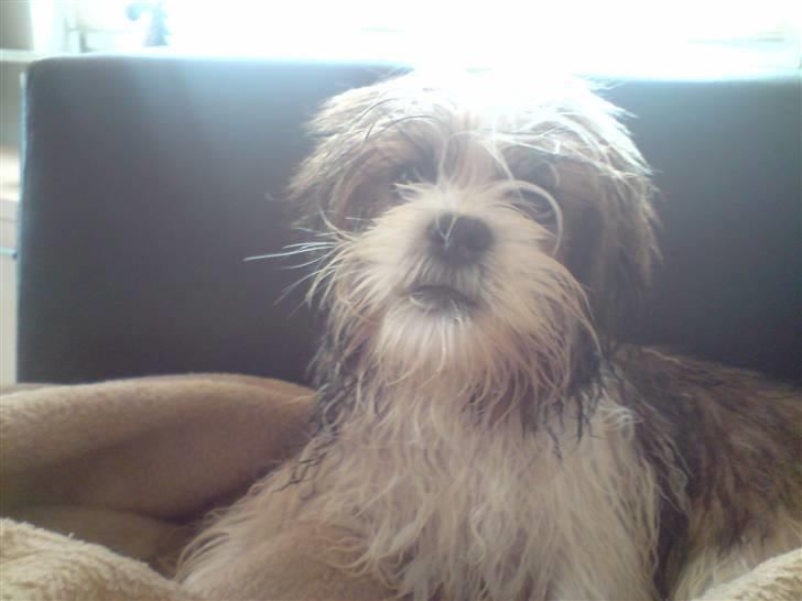 Lhasa apso Bella - Dejligt med et bad - BAGEFTER!!!! billede 20