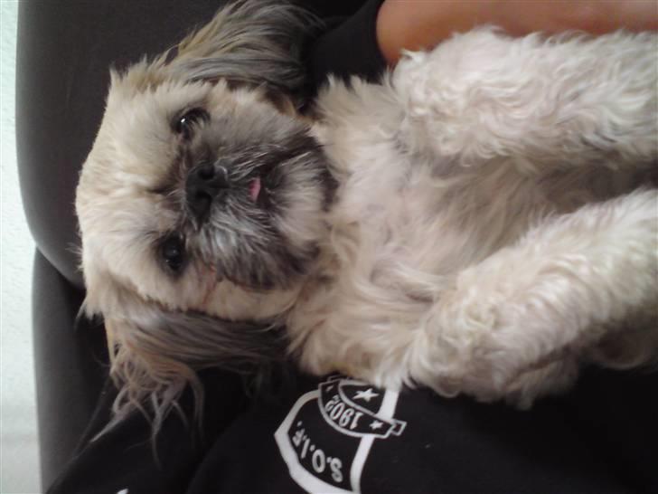 Shih tzu Fie - jeg vender da vist på siden billede 7