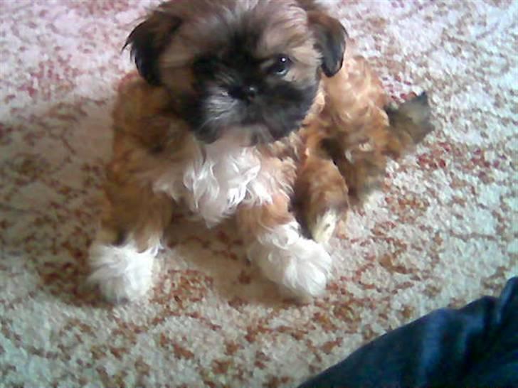 Shih tzu Fie - lille uldtot, det mig. billede 8