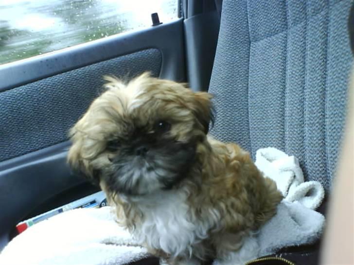 Shih tzu Fie - Hvad laver du mor?? billede 9