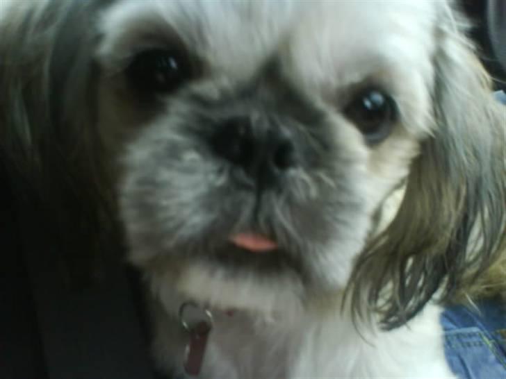 Shih tzu Fie - Så får du lige et nærbillede.. billede 10