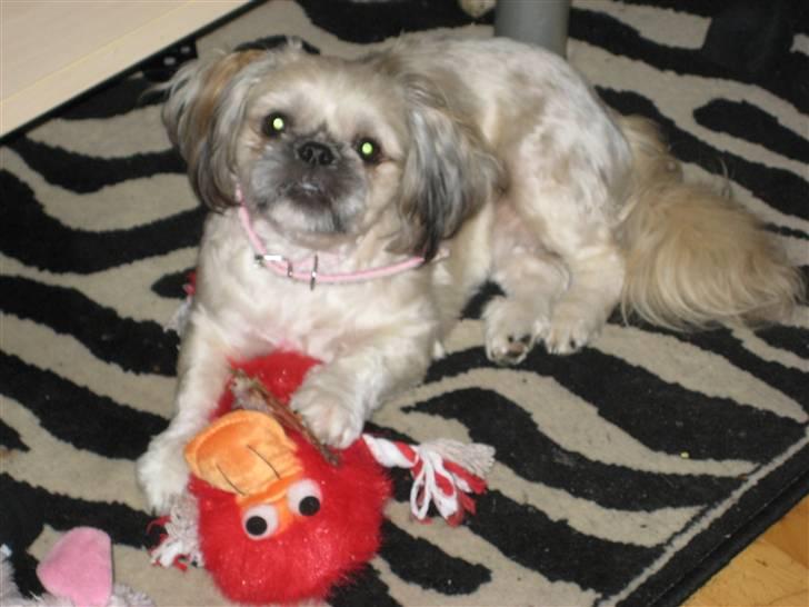 Shih tzu Fie - Hey, jeg leger lige.. altså billede 11