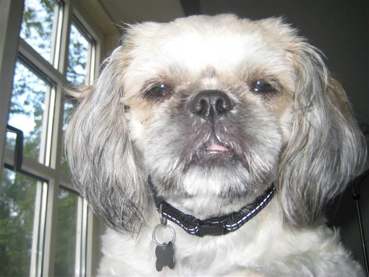 Shih tzu Fie - jeg er altså meget træt billede 12