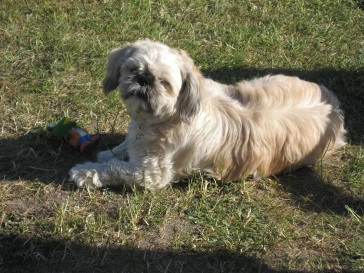 Shih tzu Fie - Jeg nyder bare solen.. billede 13