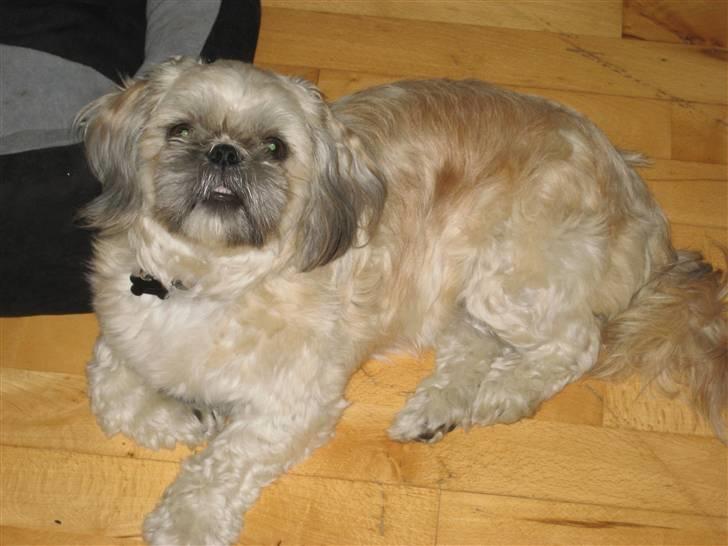 Shih tzu Fie - Jeg er for træt til at gå op i kurven... billede 14