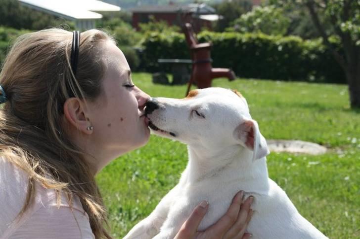Jack russell terrier lille lindholds Laban - det kaldes kærlighed <3 bedste venner :* billede 7