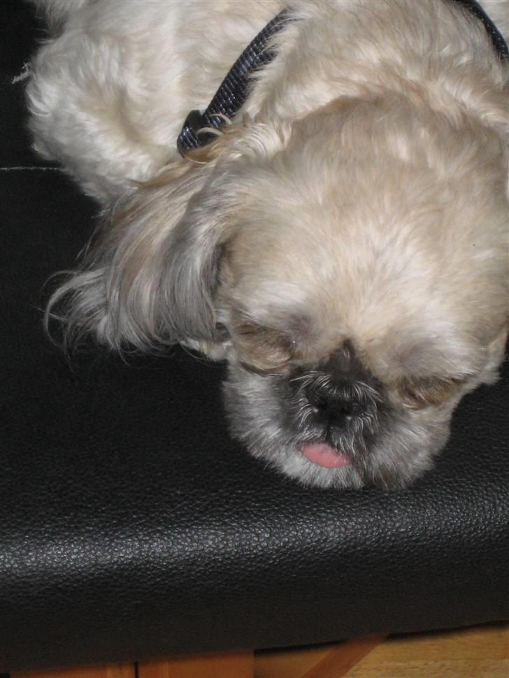 Shih tzu Fie - tungen ude, så sover jeg bedst billede 15
