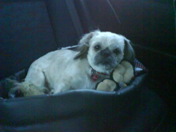 Shih tzu Fie - Er vi der ikke snart? billede 16